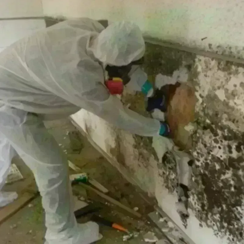 Mold Remediation and Removal in Iberia Parish, LA